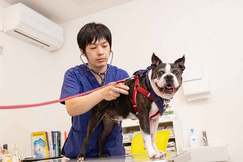 くさか動物病院