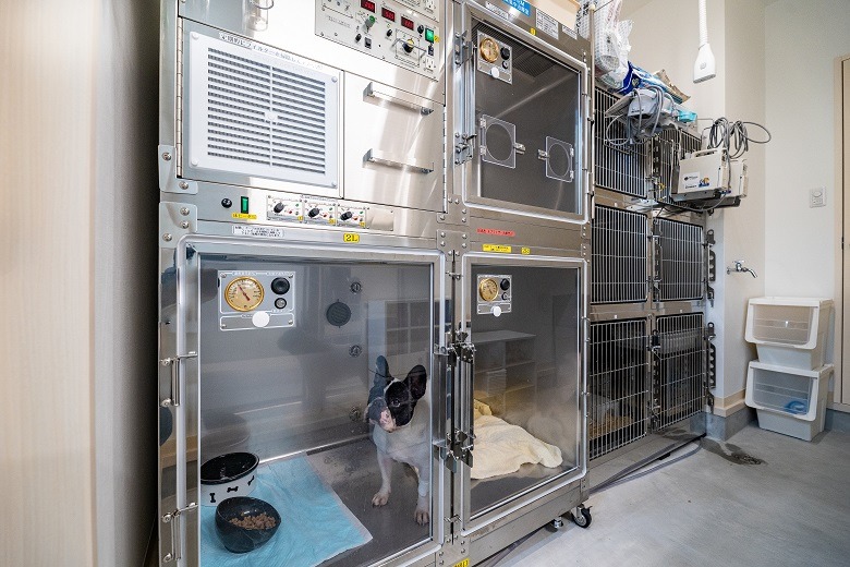 くさか動物病院