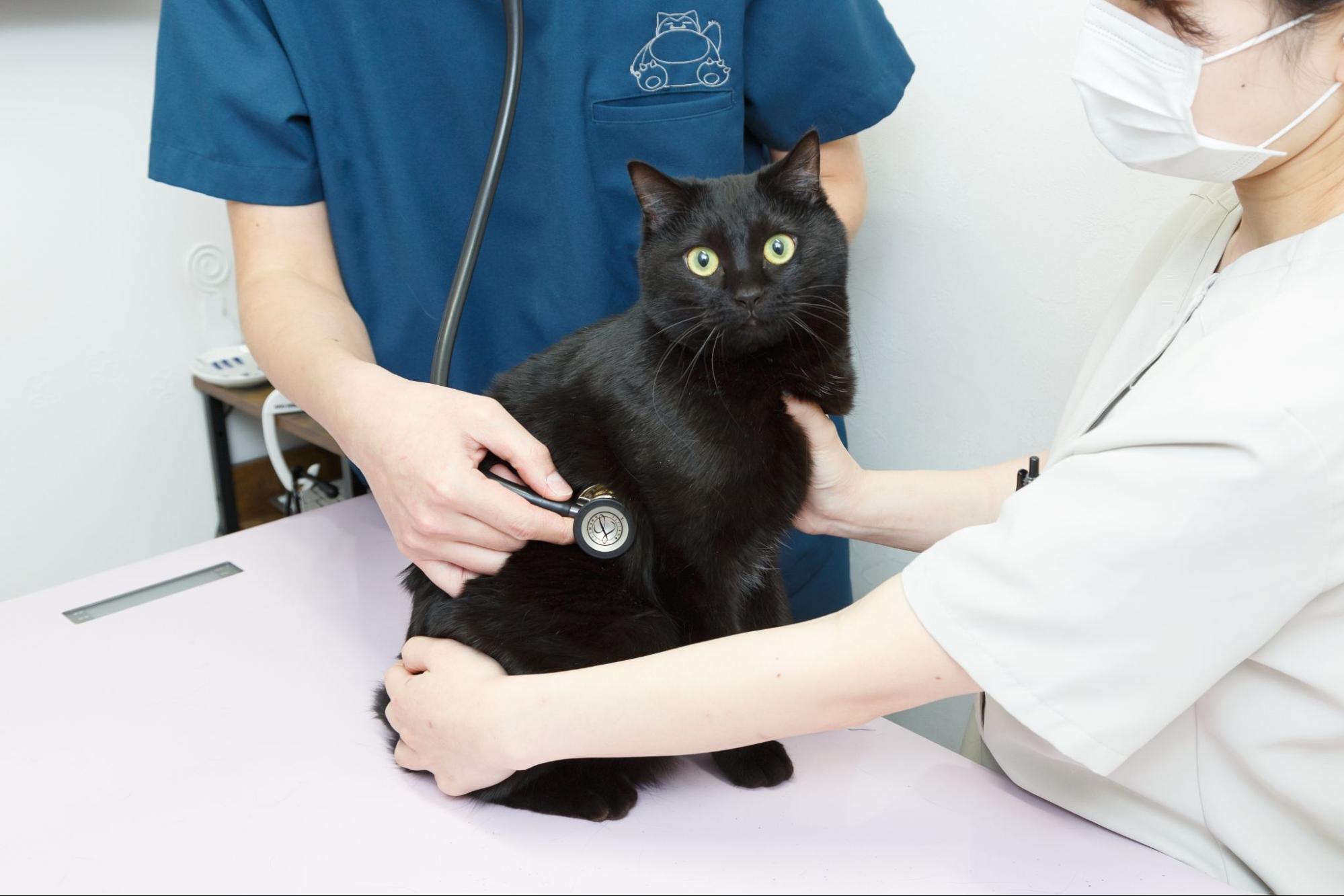 阿佐谷北動物病院photo