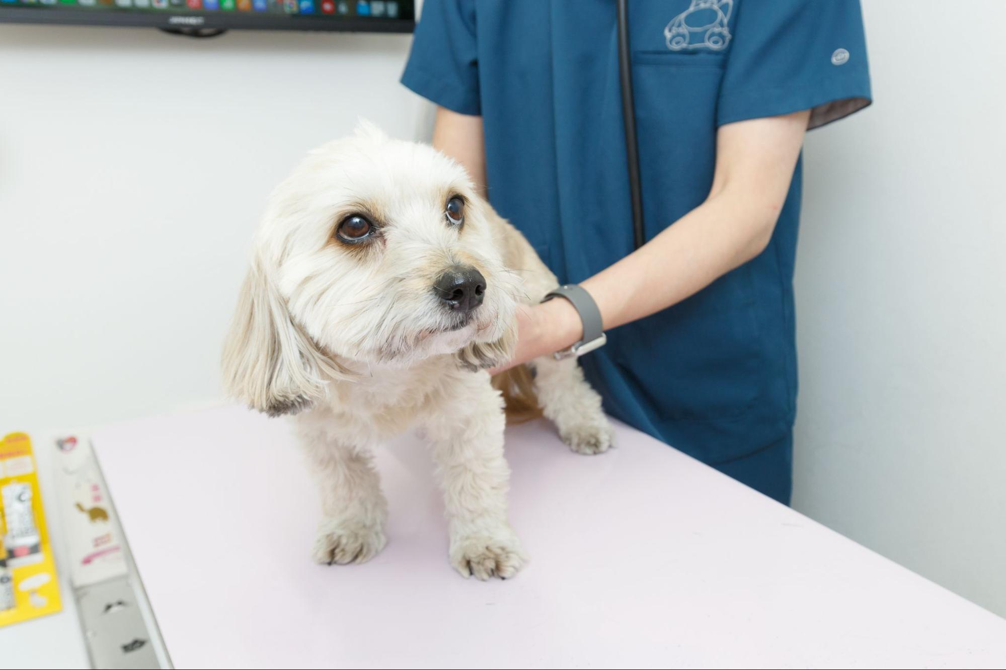 阿佐谷北動物病院photo