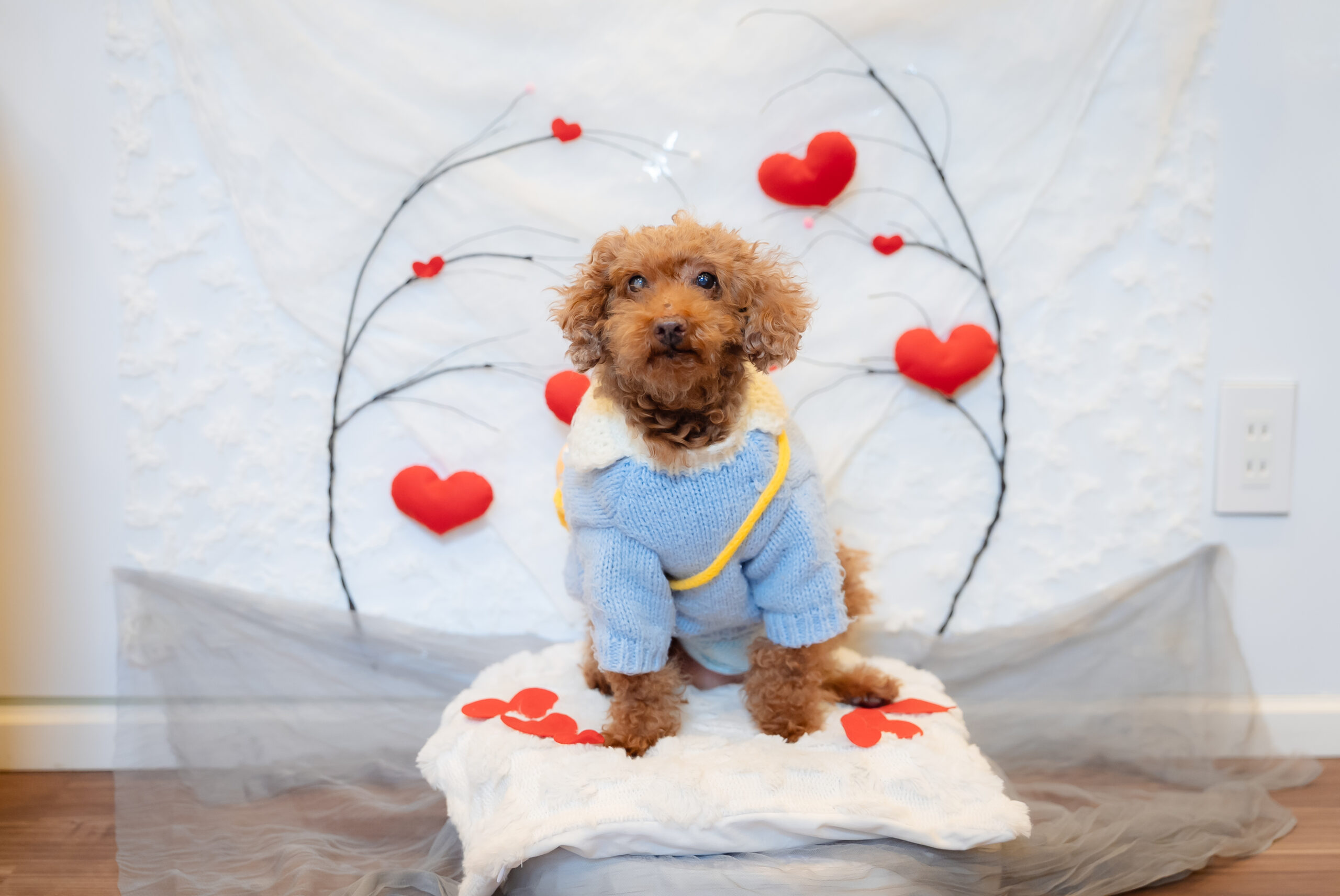 学園前どうぶつ病院photo