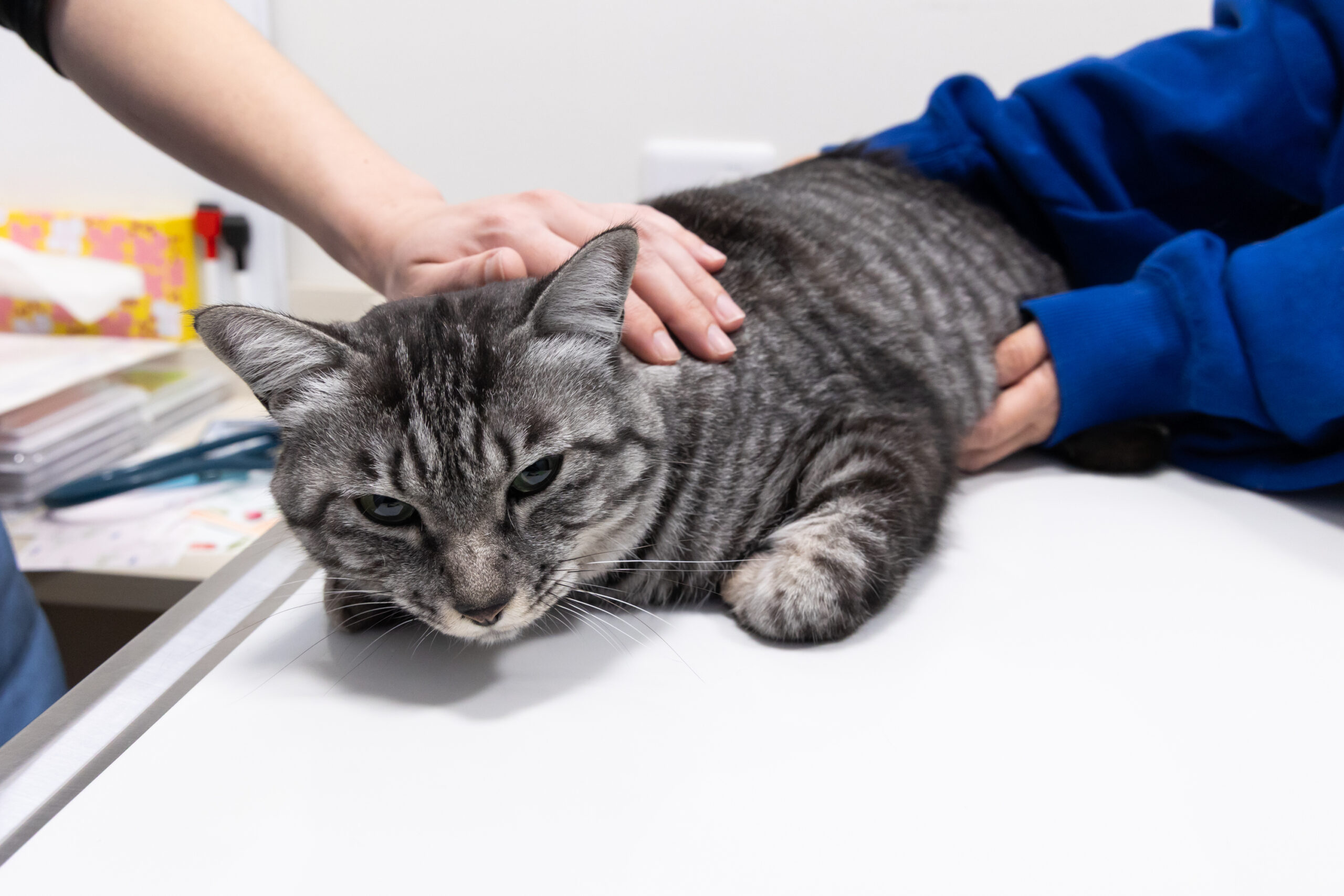 だっこ動物クリニックphoto