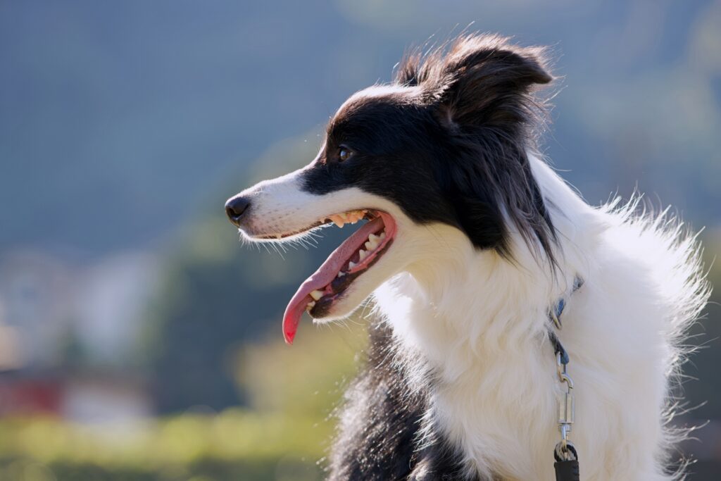 ボーダーコリー