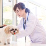 動物病院の高度医療とは？受けられる検査や治療、受診の流れを解説