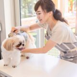 トリミングによる皮膚病への対応が重要な理由やトリミング店の選び方を解説