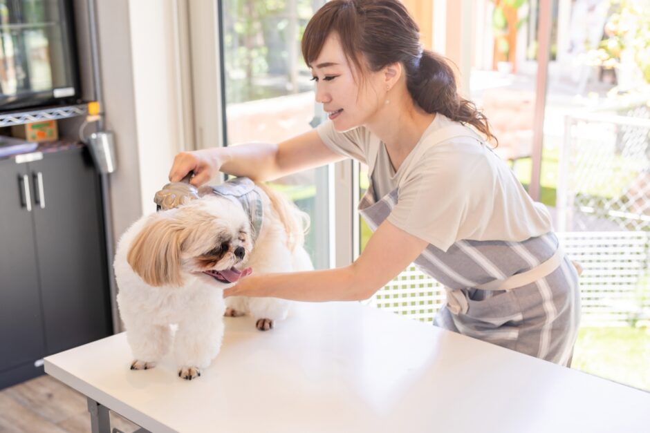 トリミングによる皮膚病への対応が重要な理由やトリミング店の選び方を解説