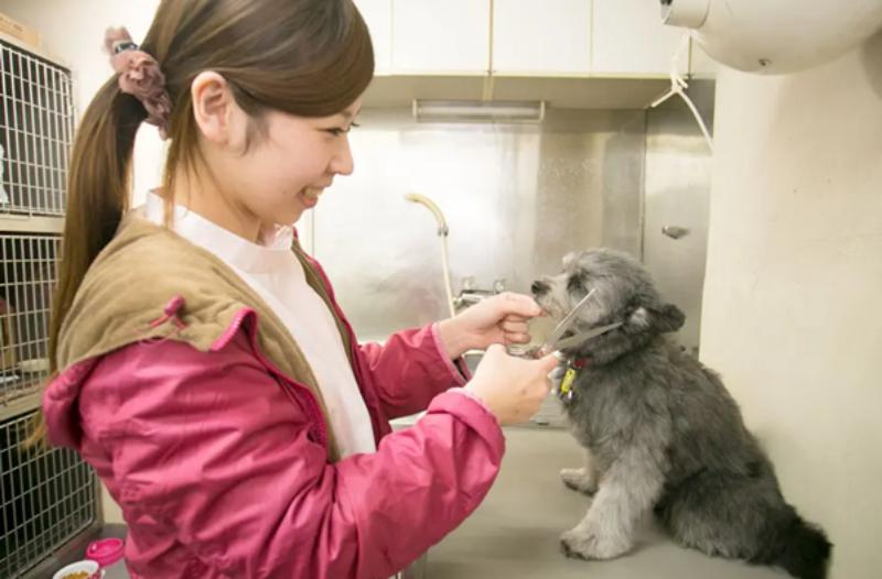 ナガワ動物病院