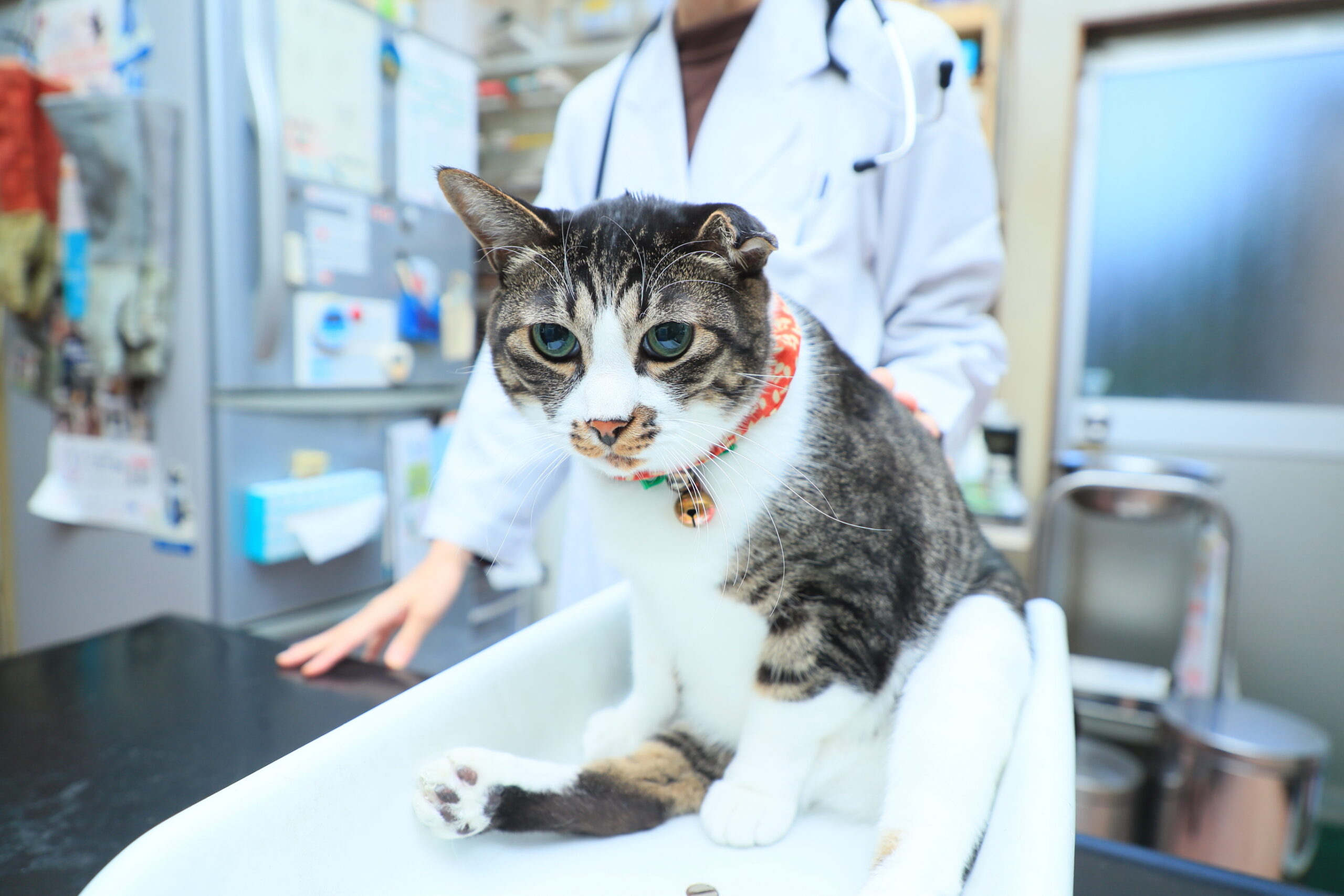ハシモト動物病院photo