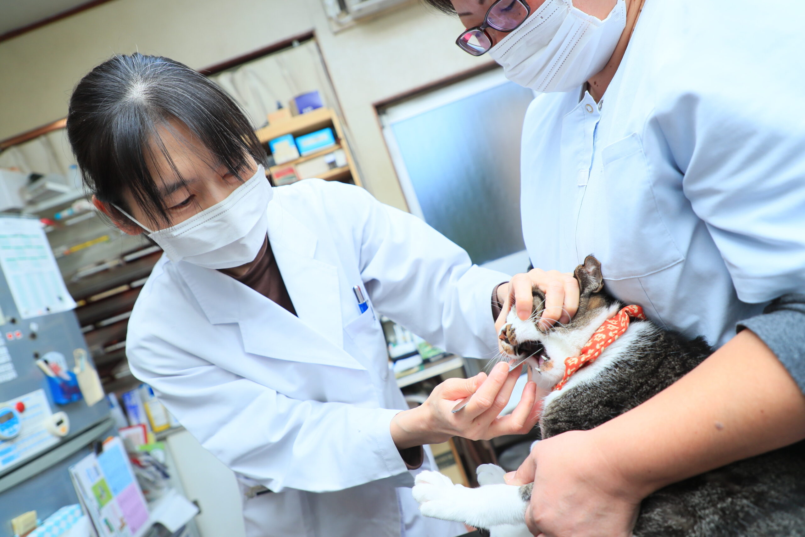 ハシモト動物病院photo