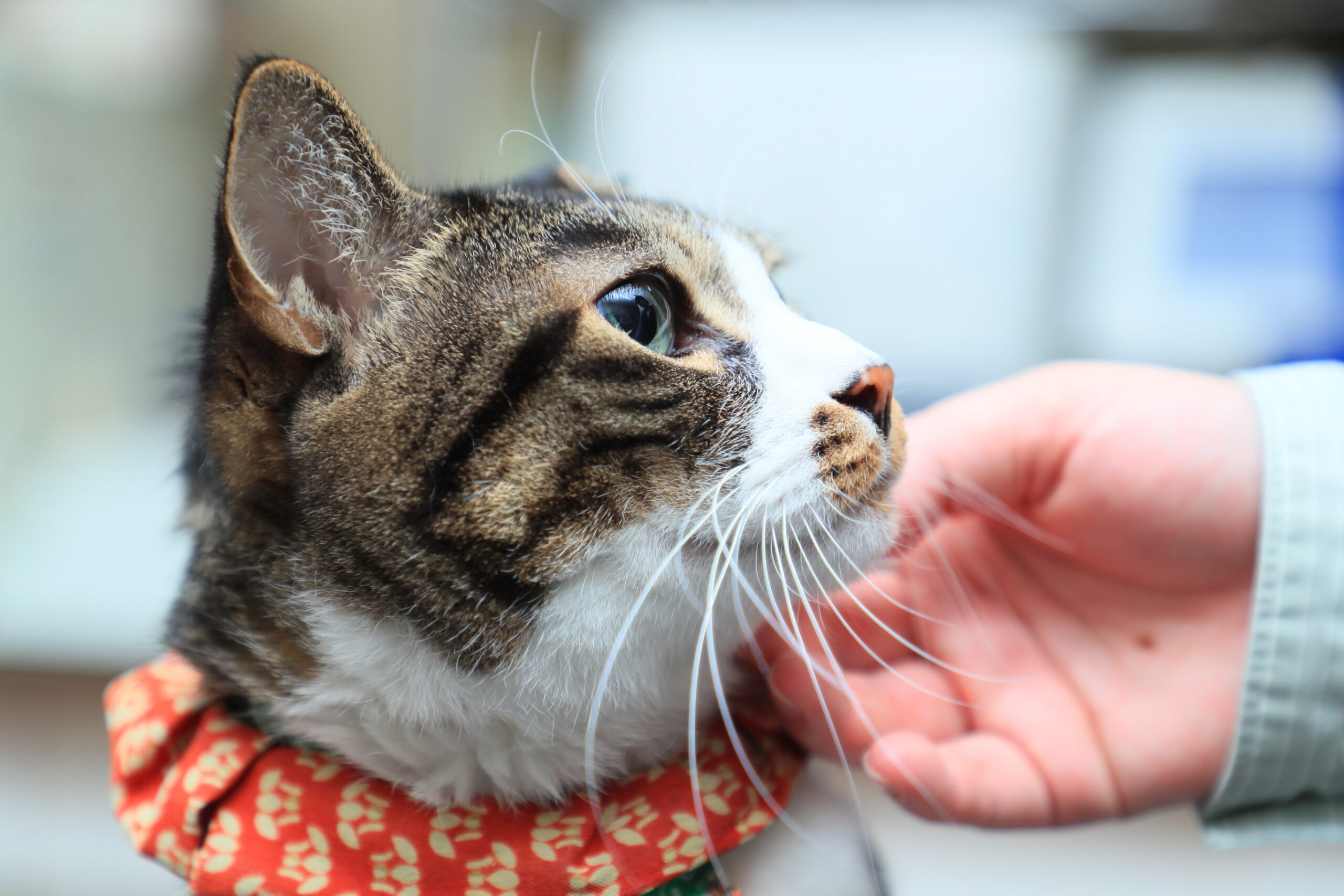 ハシモト動物病院photo