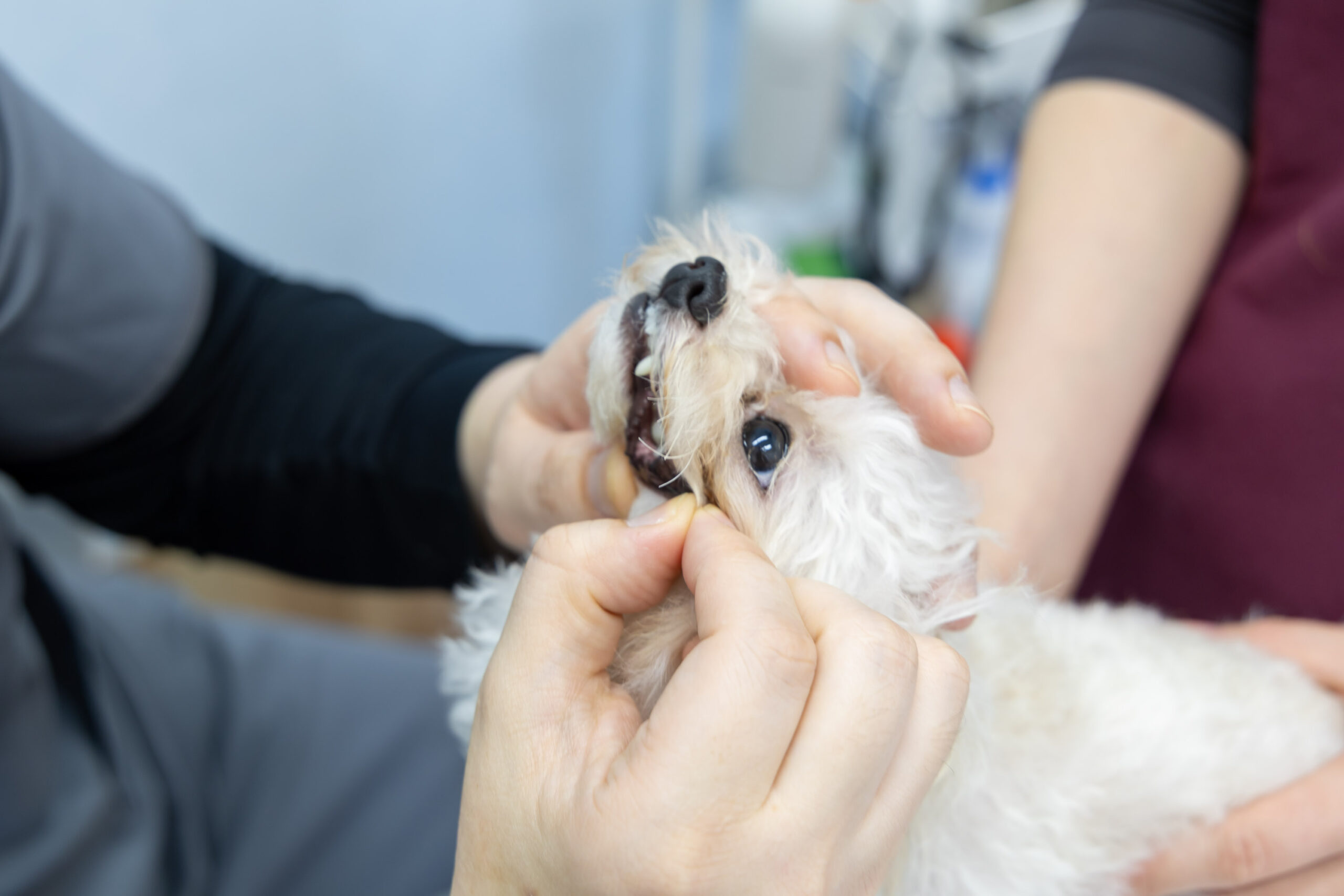 豊中エニー動物病院photo