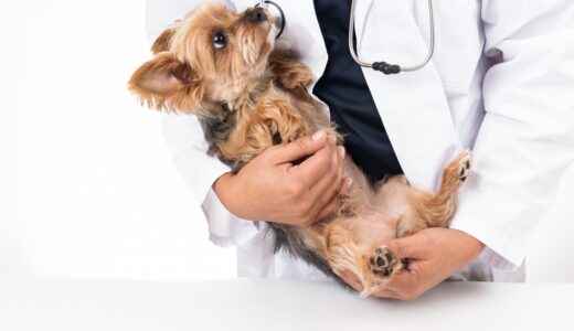 入院中の面会は犬のストレスになる？面会のメリット・デメリットや注意点などを解説