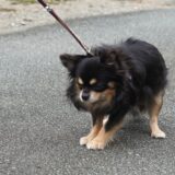 しつけ教室でペットの恐怖心を改善できる？飼い主ができることとは