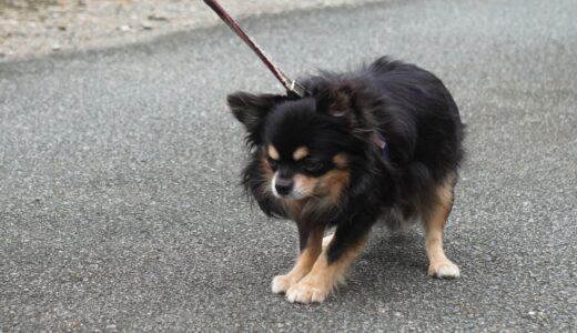しつけ教室でペットの恐怖心を改善できる？飼い主ができることとは