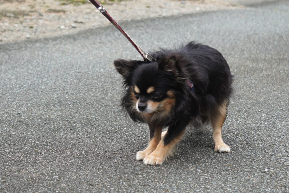 しつけ教室でペットの恐怖心を改善できる？飼い主ができることとは