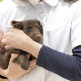動物病院での初めてのワクチン接種｜接種時期や準備事項、注意点などを解説