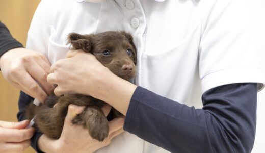 動物病院での初めてのワクチン接種｜接種時期や準備事項、注意点などを解説