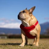 動物病院で犬がメタボといわれたら？診断基準や治療法、対処法まで解説