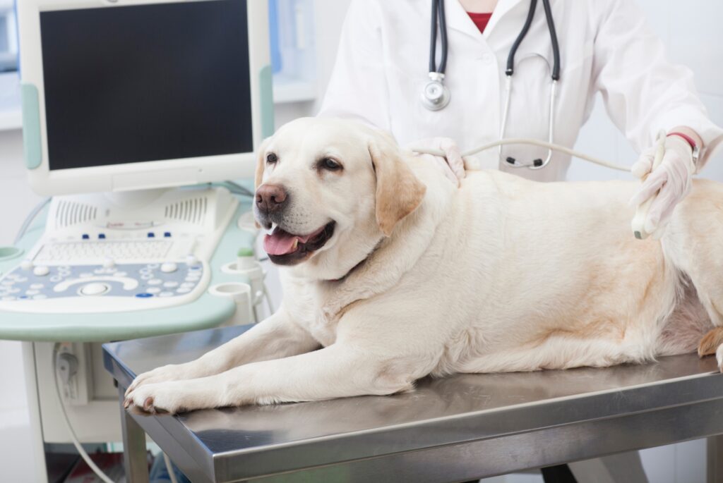 診察を受ける犬