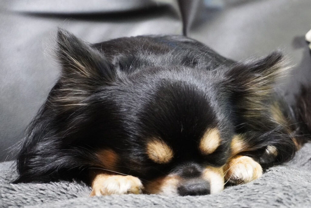 寝ているチワワ