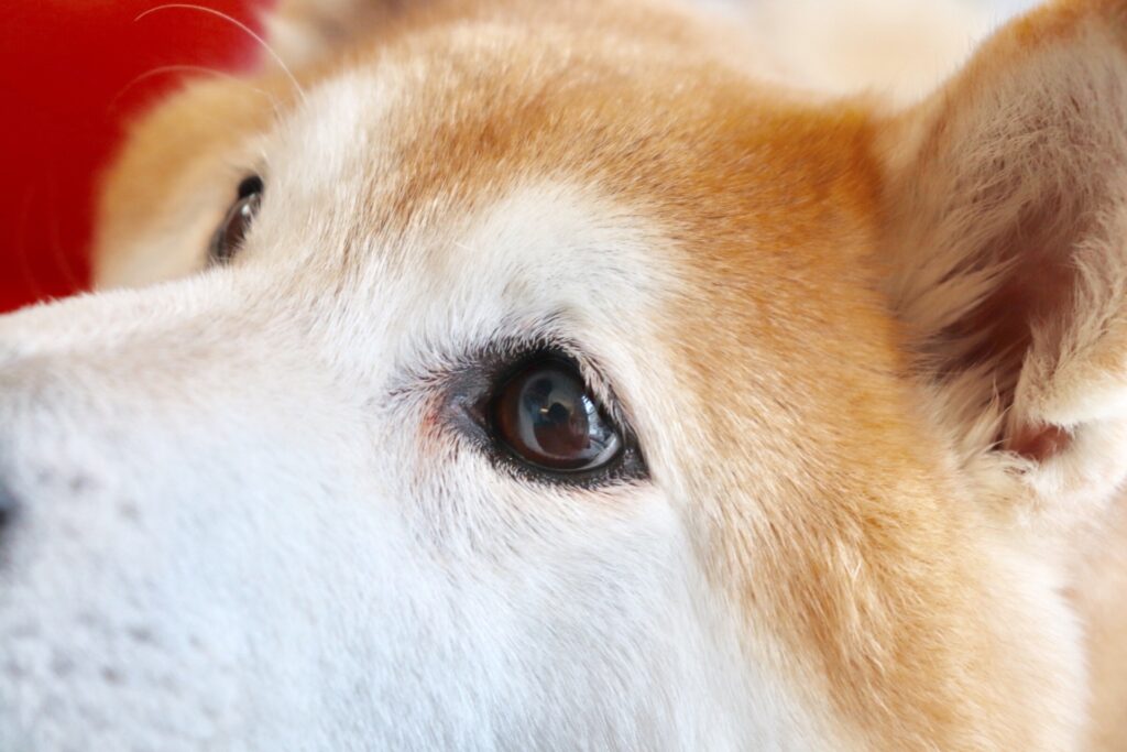犬の涙やけ 症状