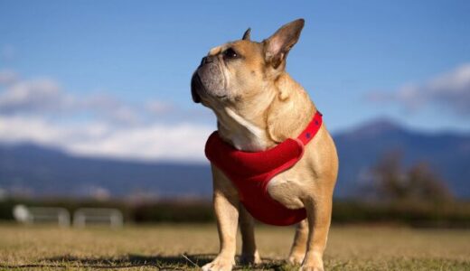 動物病院で犬がメタボといわれたら？診断基準や治療法、対処法まで解説