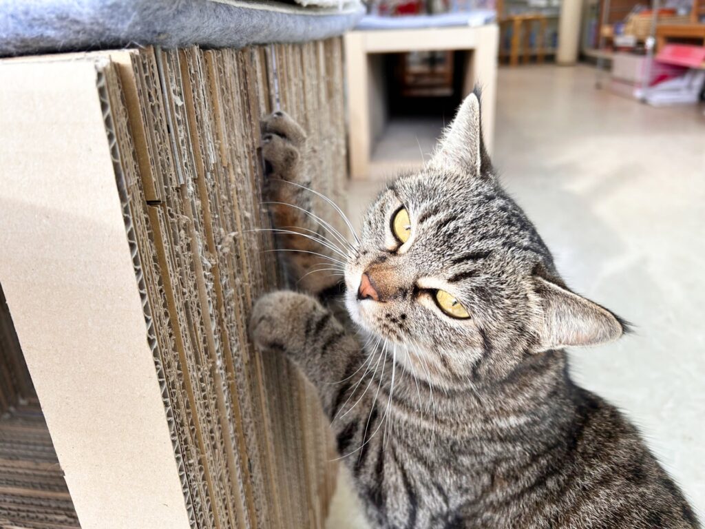 猫が爪を噛むときの対処法