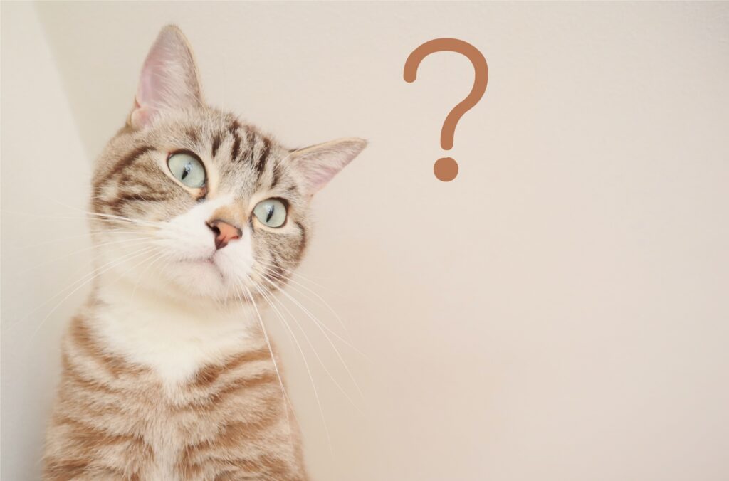 猫が毛づくろいしない原因