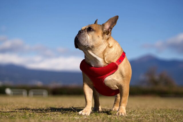 動物病院で犬がメタボといわれたら？診断基準や治療法、対処法まで解説