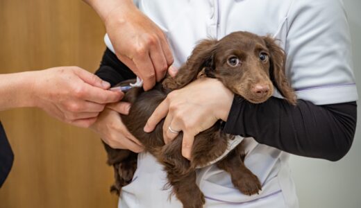 犬がかかりやすい肝臓の病気｜症状や犬の肝臓の役割、早期発見のポイントも解説