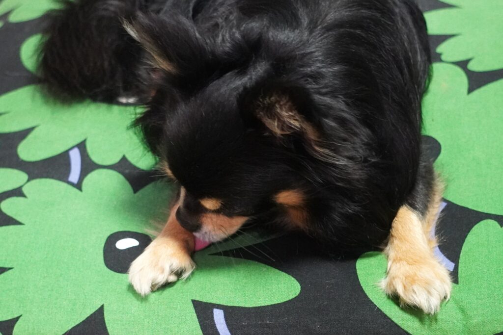 うつぶせチワワ