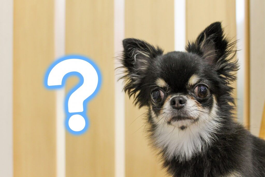 はてなマークを思い浮かべる犬（チワワ）