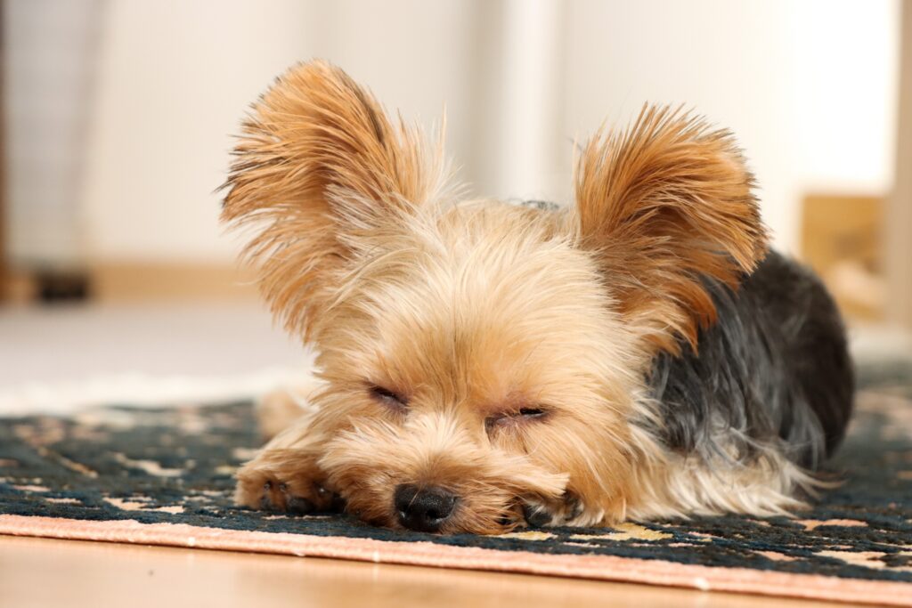寝ているヨークシャーテリア