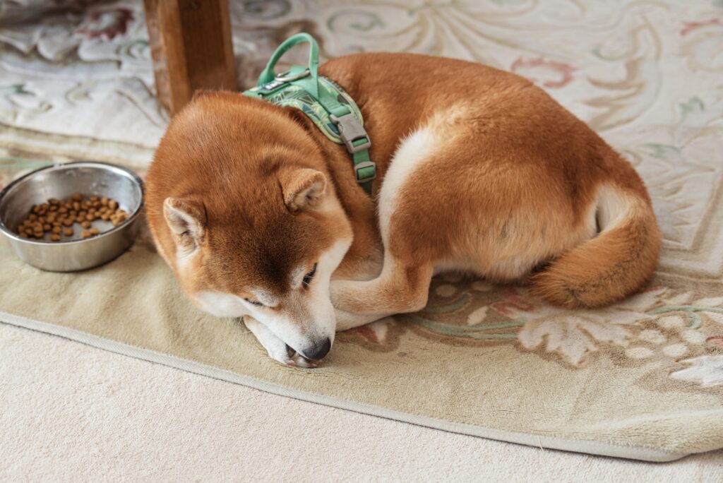 フードの傍らで気持ち良さそうに眠る柴犬