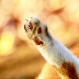 猫が爪を噛むのはなぜ？対処法や注意が必要なサインなどを解説