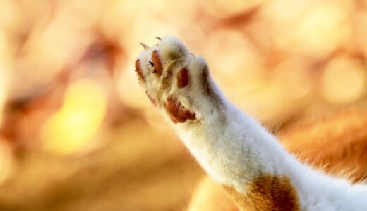 猫が爪を噛むのはなぜ？対処法や注意が必要なサインなどを解説