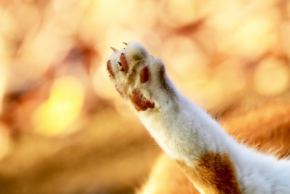 猫が爪を噛むのはなぜ？対処法や注意が必要なサインなどを解説
