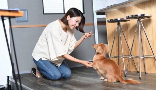 しつけ教室で活用される動物行動学とは？学習理論と行動改善の考え方を解説