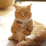 猫が毛づくろいしないのはなぜ？リスクや適切な対処法などを解説