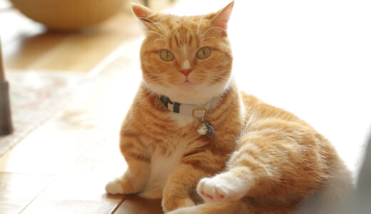 猫が毛づくろいしないのはなぜ？リスクや適切な対処法などを解説