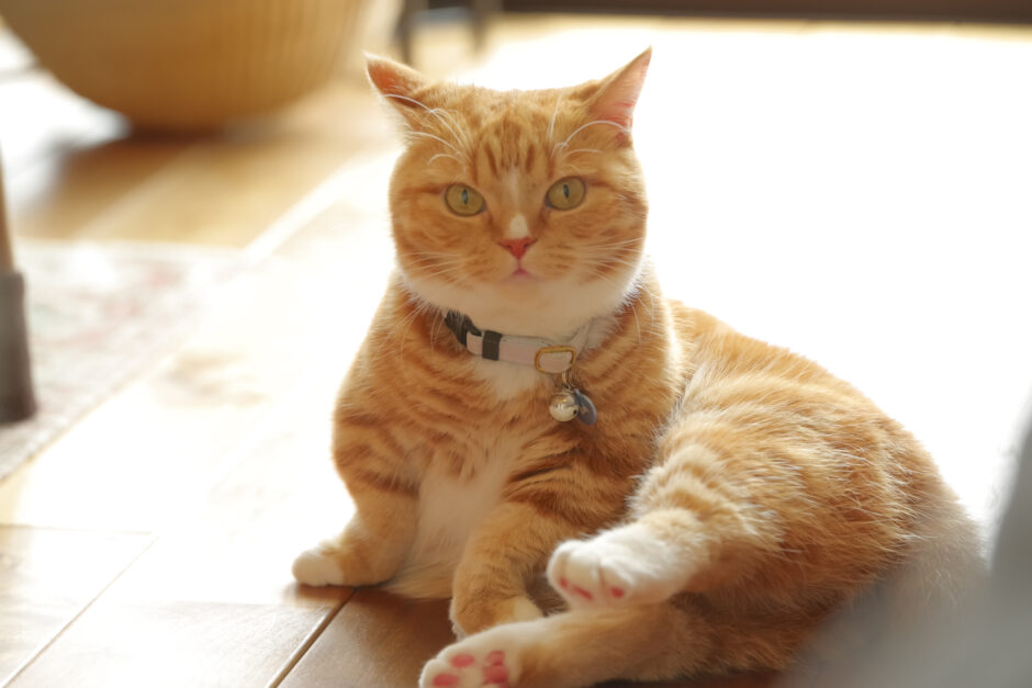 猫が毛づくろいしないのはなぜ？リスクや適切な対処法などを解説