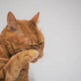 猫の涙やけはなぜ起こる？対処法や予防のポイントなどを詳しく解説