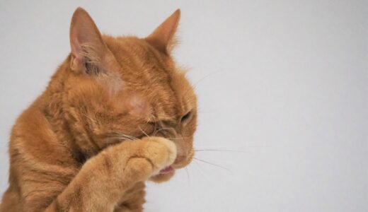 猫の涙やけはなぜ起こる？対処法や予防のポイントなどを詳しく解説