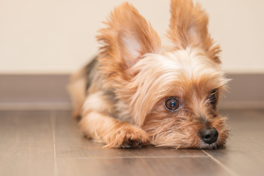 床で伏せをするヨークシャーテリア