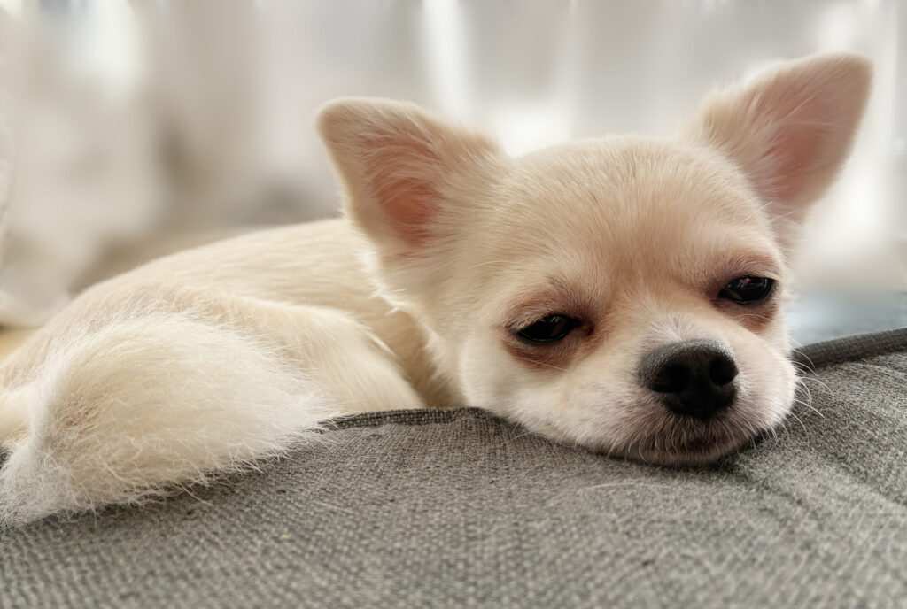 座椅子でお昼寝するチワワ