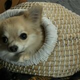 個室のペットホテルに預けるメリットや向いているペットの特徴、料金相場を解説