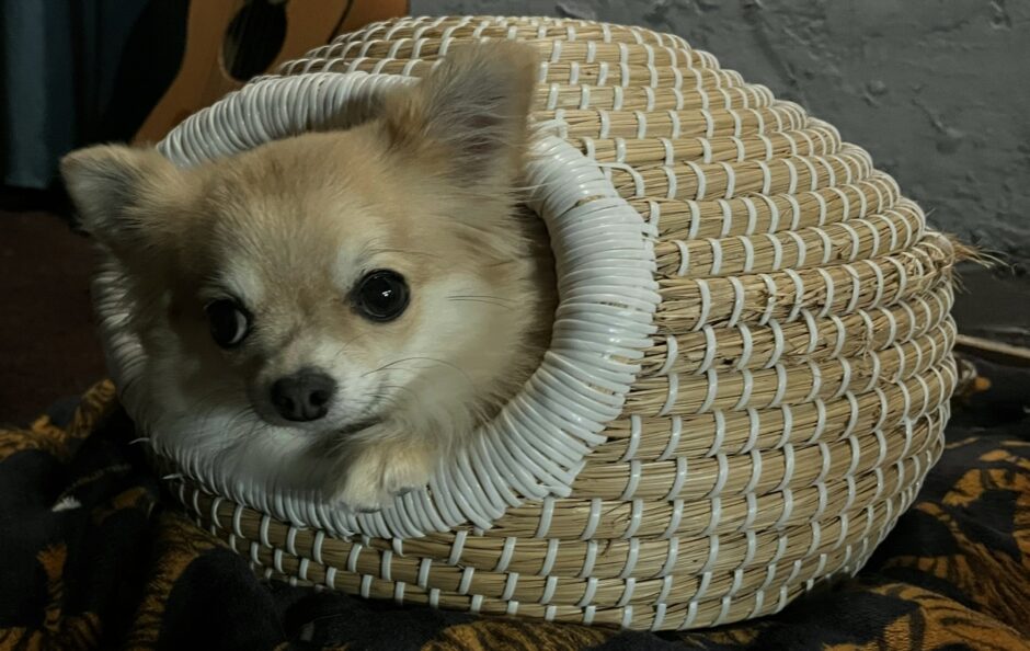 個室のペットホテルに預けるメリットや向いているペットの特徴、料金相場を解説