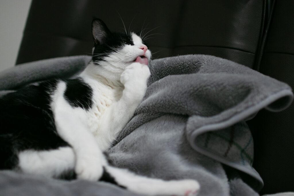 猫が爪を噛む理由