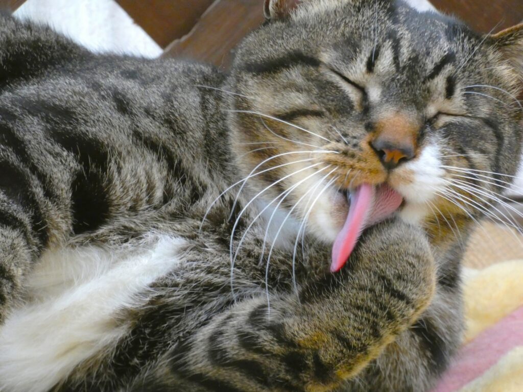 猫がよく吐く原因