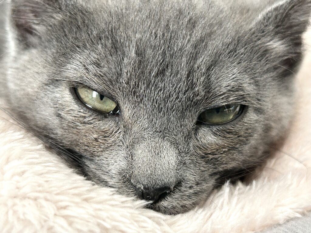 猫の涙やけが起こる原因